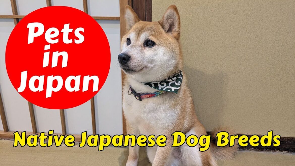 Shiba inu and Akita!  Native dog breeds in Japan! #japaneseculture #japanesepodcast Shiba inu and Akita!  Native dog breeds in Japan! #japaneseculture #japanesepodcast