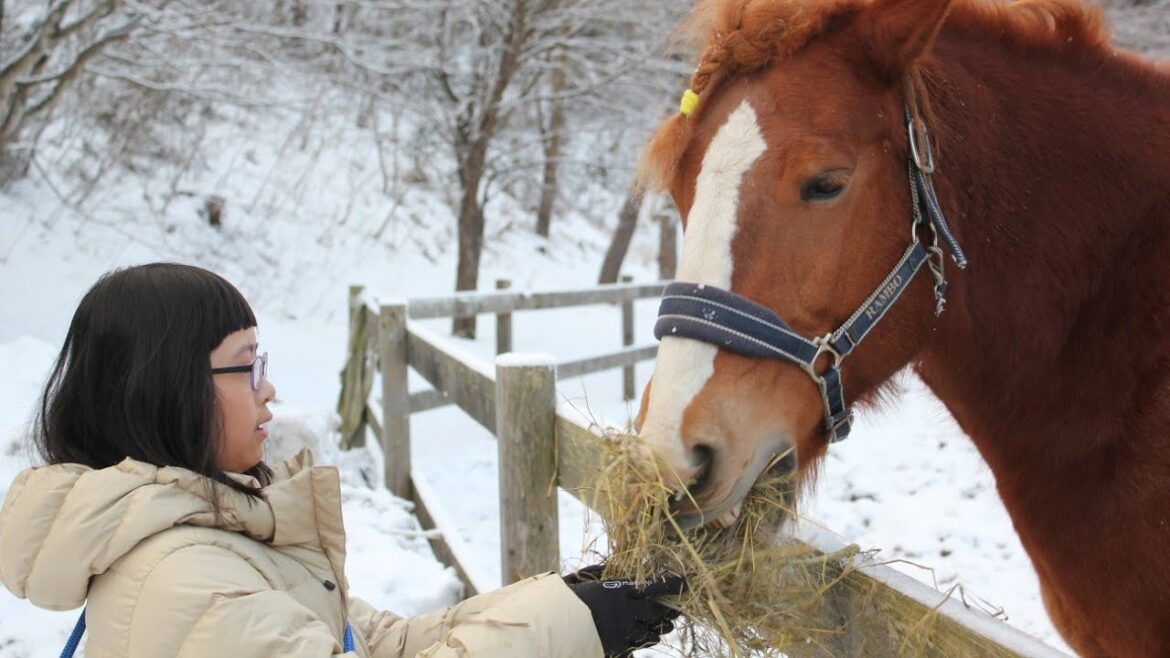 《Aomoria》Winter Specialty "Stove Carriage" 青森屋 火爐馬車