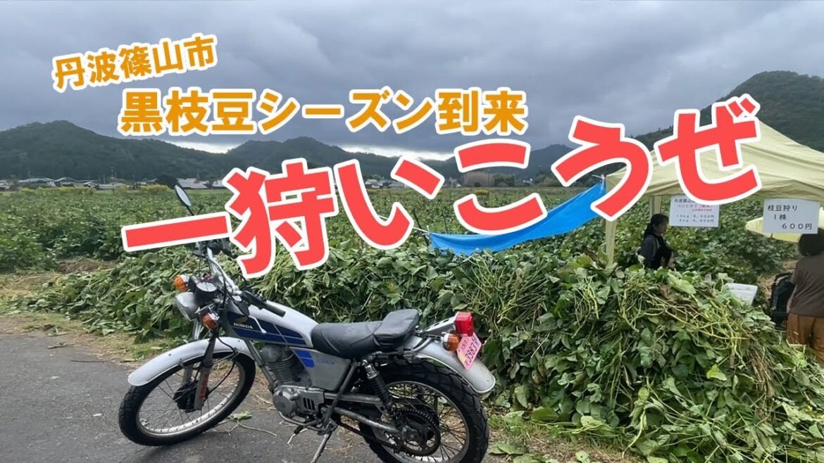 【幻の黒枝豆収穫】2025年も解禁!丹波篠山まで黒枝豆を収穫ツーリング【丹波篠山市/かわぐち農場】 【幻の黒枝豆収穫】2025年も解禁!丹波篠山まで黒枝豆を収穫ツーリング【丹波篠山市/かわぐち農場】