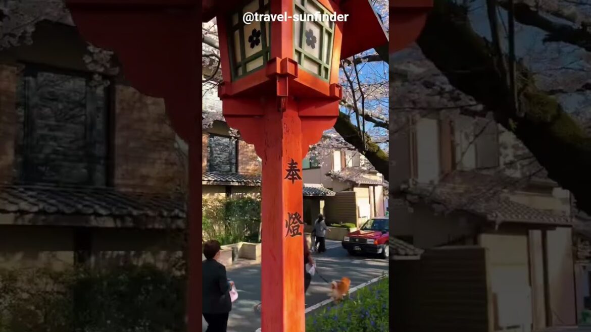 🏯 Kyoto, Japan – Cherry blossoms and Japanese temples in harmony 🌸 #destinations #japantravel