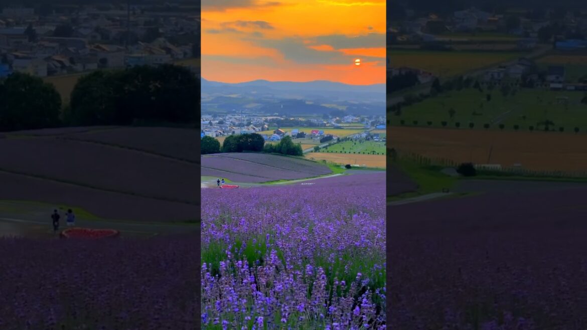 Furano – Japan’s Colorful Paradise of Flowers! #shorts