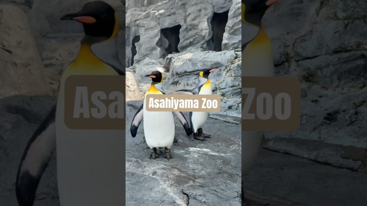 Summer date | #asahikawa #asahiyamazoo #dates #zoo #hokkaido #japantravel #jepangvlog