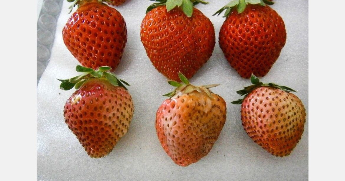 Heat in Japan disrupts fruit and vegetable production Heat in Japan disrupts fruit and vegetable production