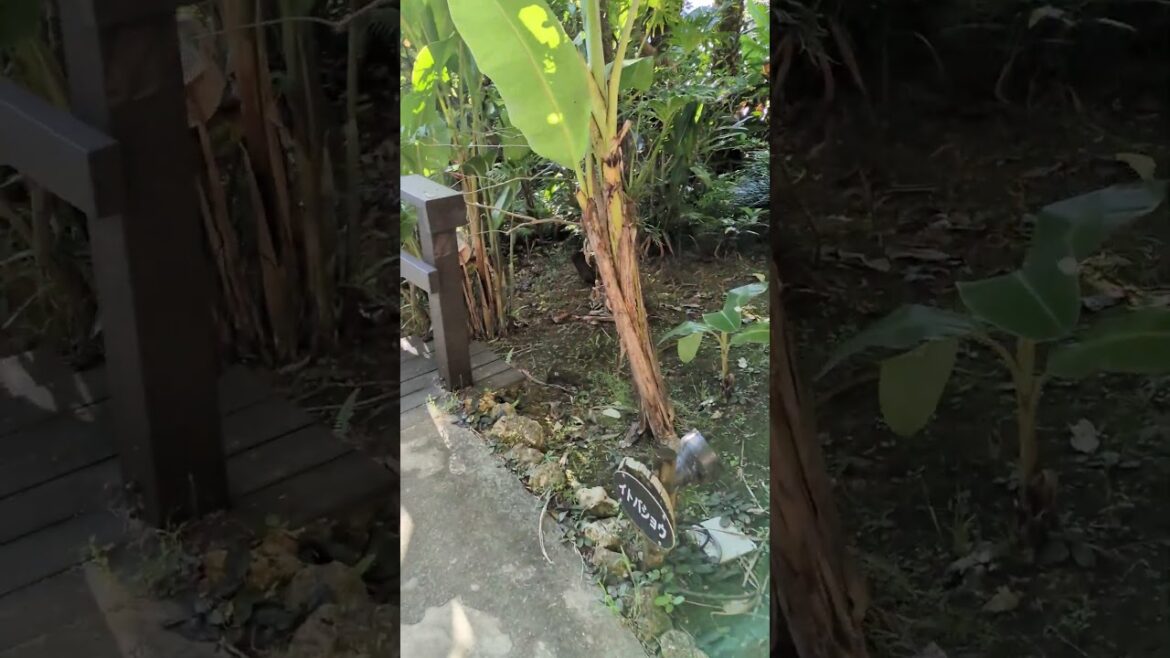 Garden walk tree, hotel Kafuu, Okinawa