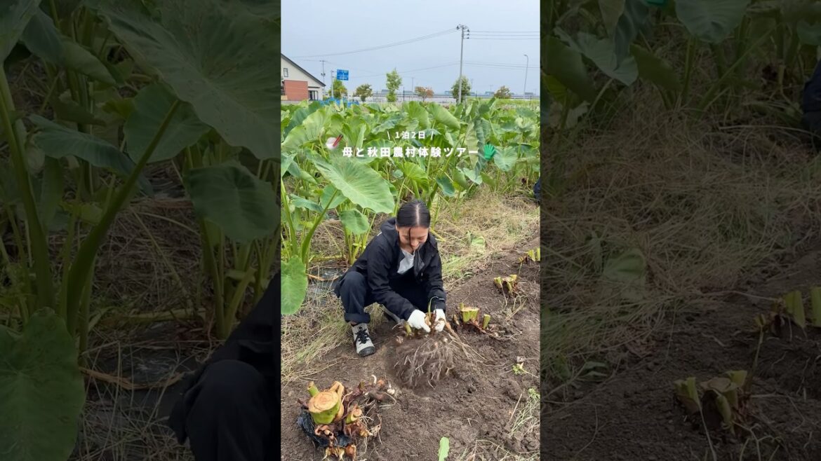 母と1泊2日で初の秋田県へ🌾ゆったり事前に触れるの大事。 #秋田 #国内旅行 #母子旅