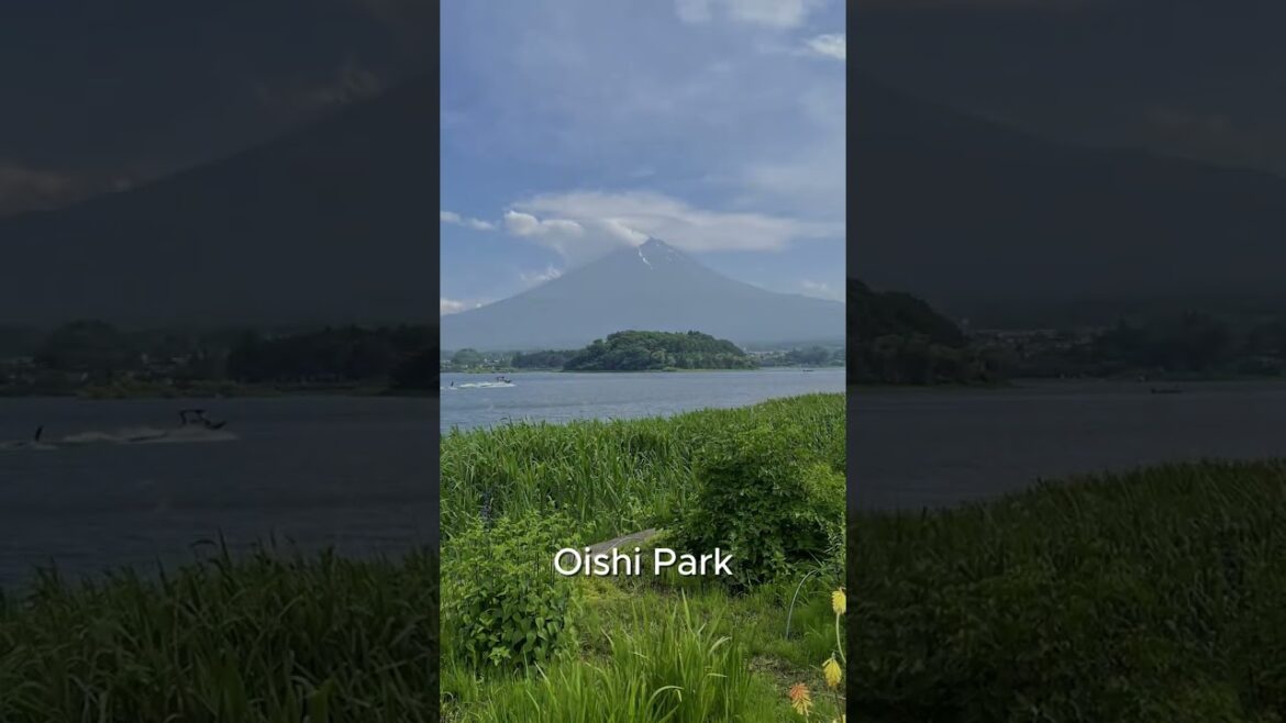 #oishipark #mtfuji #fujikawaguchiko #yamanashi #japan #japantourism #travel #oishipark #mtfuji #fujikawaguchiko #yamanashi #japan #japantourism #travel