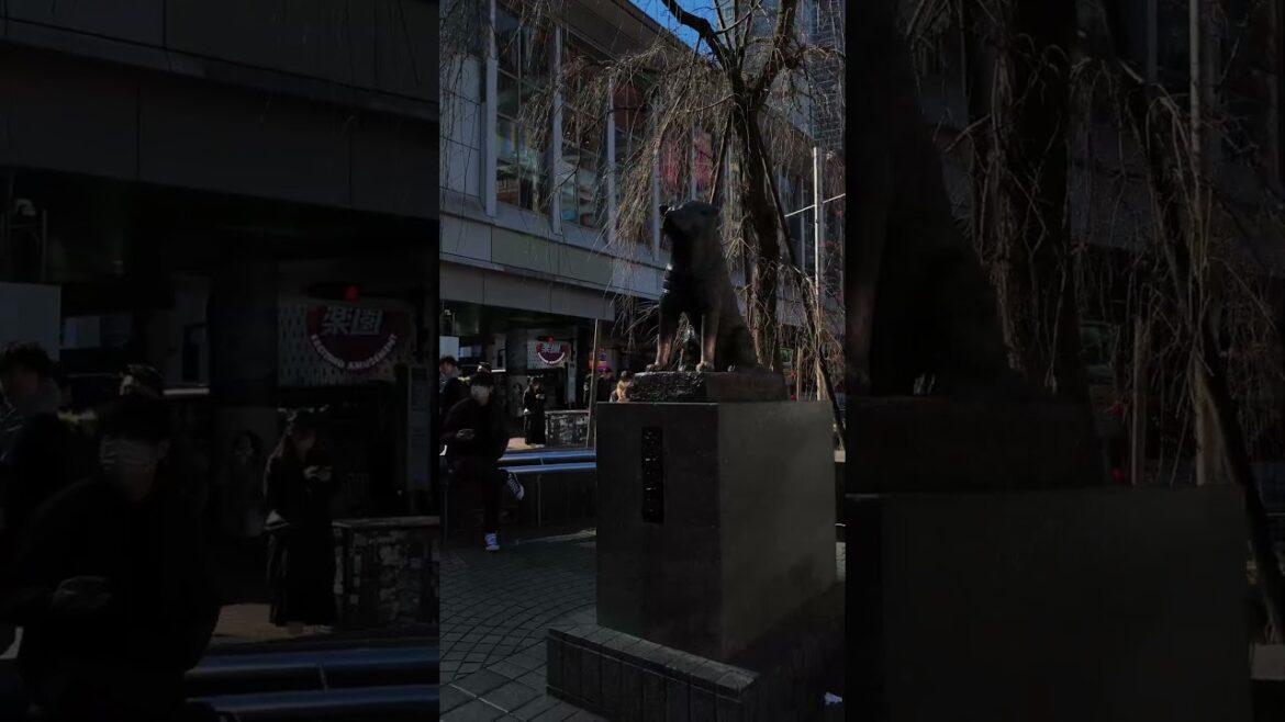 Sumimasen come to Japan #japon #travel #japan #anime #tokio #osaka #kioto #hiroshima