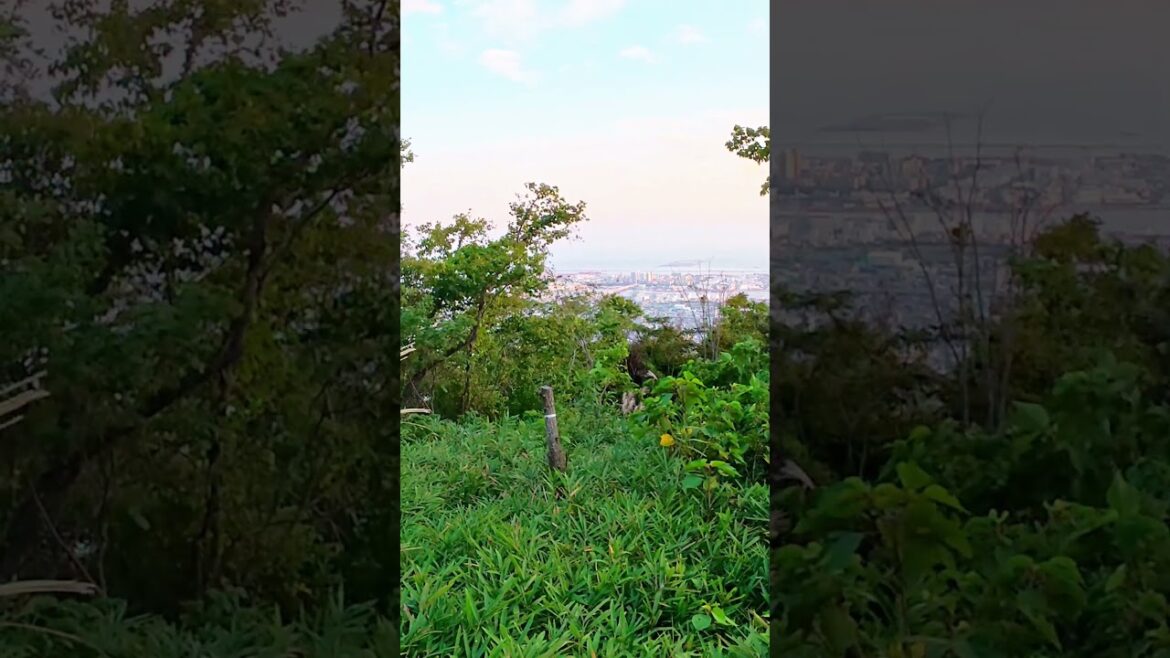 How about this view?#viral #travel #hikingroutes #japan #shorts #kobe #tokyo #hike How about this view?#viral #travel #hikingroutes #japan #shorts #kobe #tokyo #hike