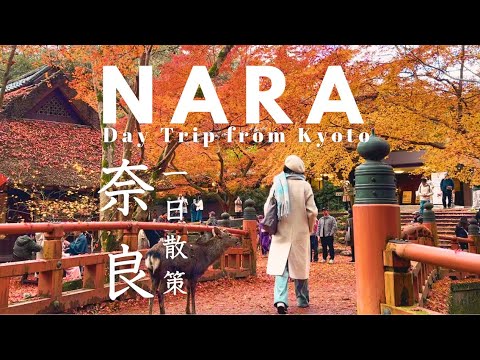 京都奈良一日遊|春日大社・紅葉・小鹿・水谷茶屋|日本旅行Vlog 京都奈良一日遊|春日大社・紅葉・小鹿・水谷茶屋|日本旅行Vlog