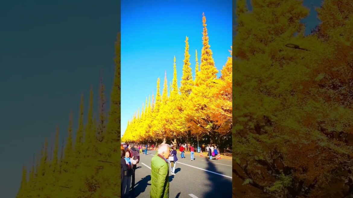 Mùa Thu Tokyo Mejijin gun mae #music #4kvideo #tokyo #travel #food #automobile #dulichnhatban