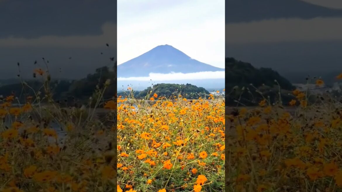 Oshi park Kawaguchi Lake & mt fuji view in Autumn Season | Autumn Japan #autumneffect