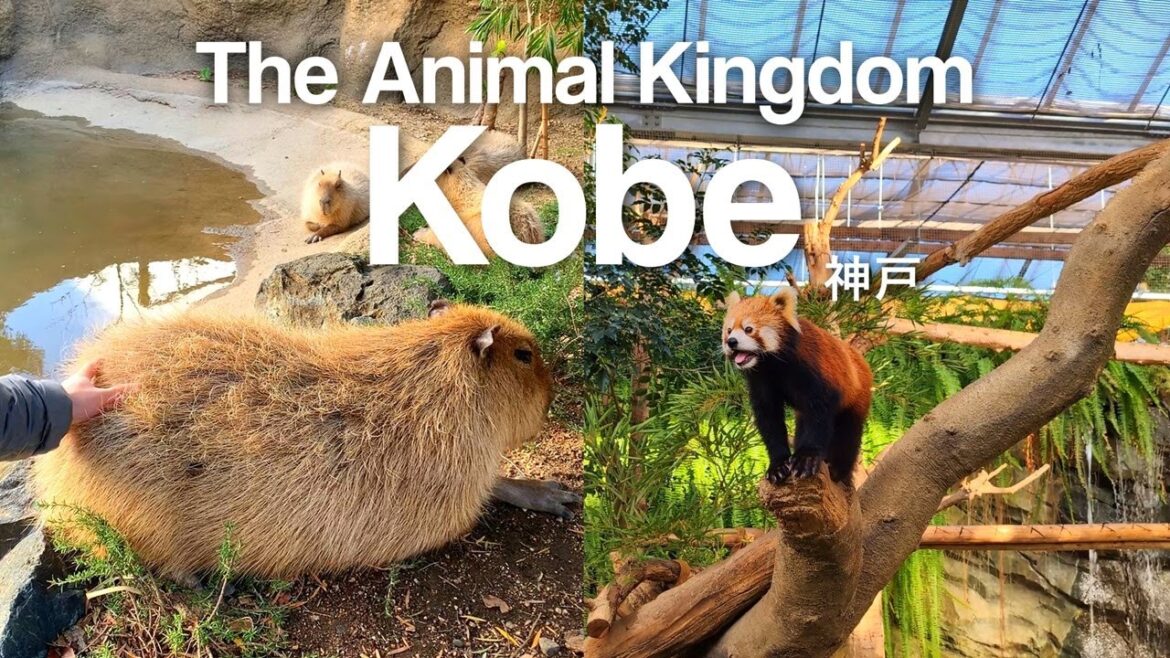 A Day in Kobe, Japan | Adorable Animals & Must-Eat Kobe Beef! | Japan Travel A Day in Kobe, Japan | Adorable Animals & Must-Eat Kobe Beef! | Japan Travel