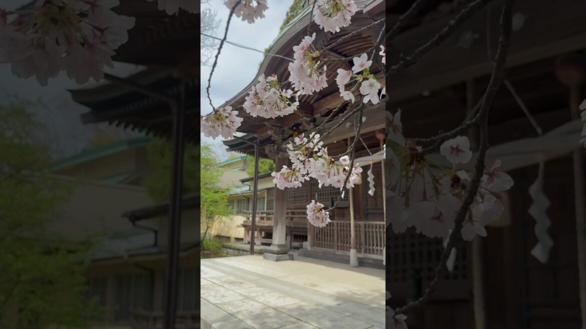 A Peaceful Spring Day at Senshu Park, Akita 🇯🇵 A Peaceful Spring Day at Senshu Park, Akita 🇯🇵