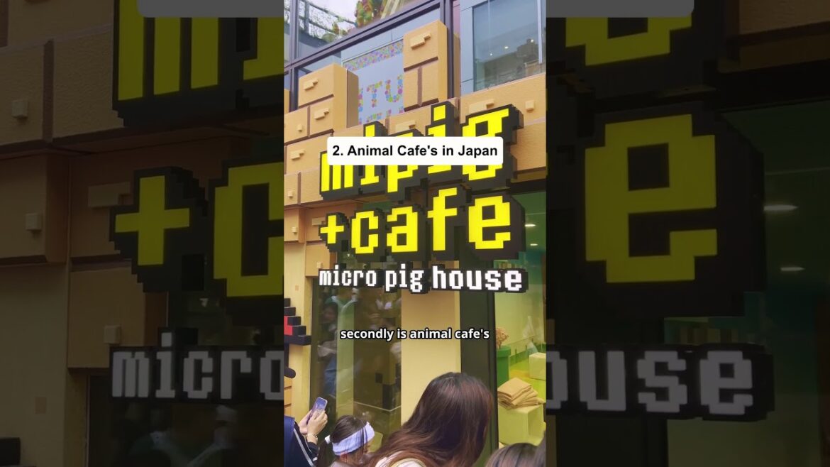 Do Not Fall For These Tourist Traps In Japan (Part 12) #japan Do Not Fall For These Tourist Traps In Japan (Part 12) #japan