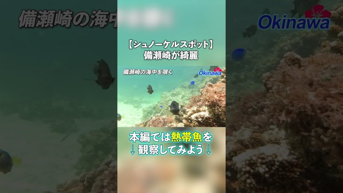 備瀬崎の魚たちを覗こう #沖縄旅行 #本部町 #沖縄観光 #備瀬崎#hiddenbeach #okinawa  # #bisezaki 備瀬崎の魚たちを覗こう #沖縄旅行 #本部町 #沖縄観光 #備瀬崎#hiddenbeach #okinawa  # #bisezaki