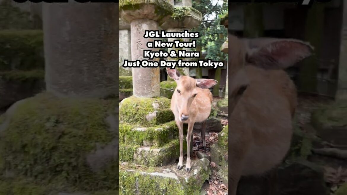 From Tokyo to Nara in One Day!? 🦌✨ | JGL’s New Japan Tour