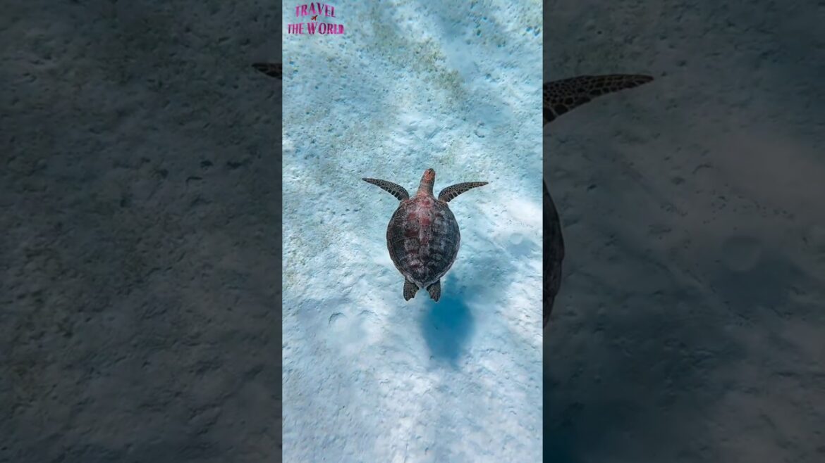 Travel – Japan – Okinawa Sea Turtle..#shorts #paradise #viral Travel - Japan - Okinawa Sea Turtle..#shorts #paradise #viral