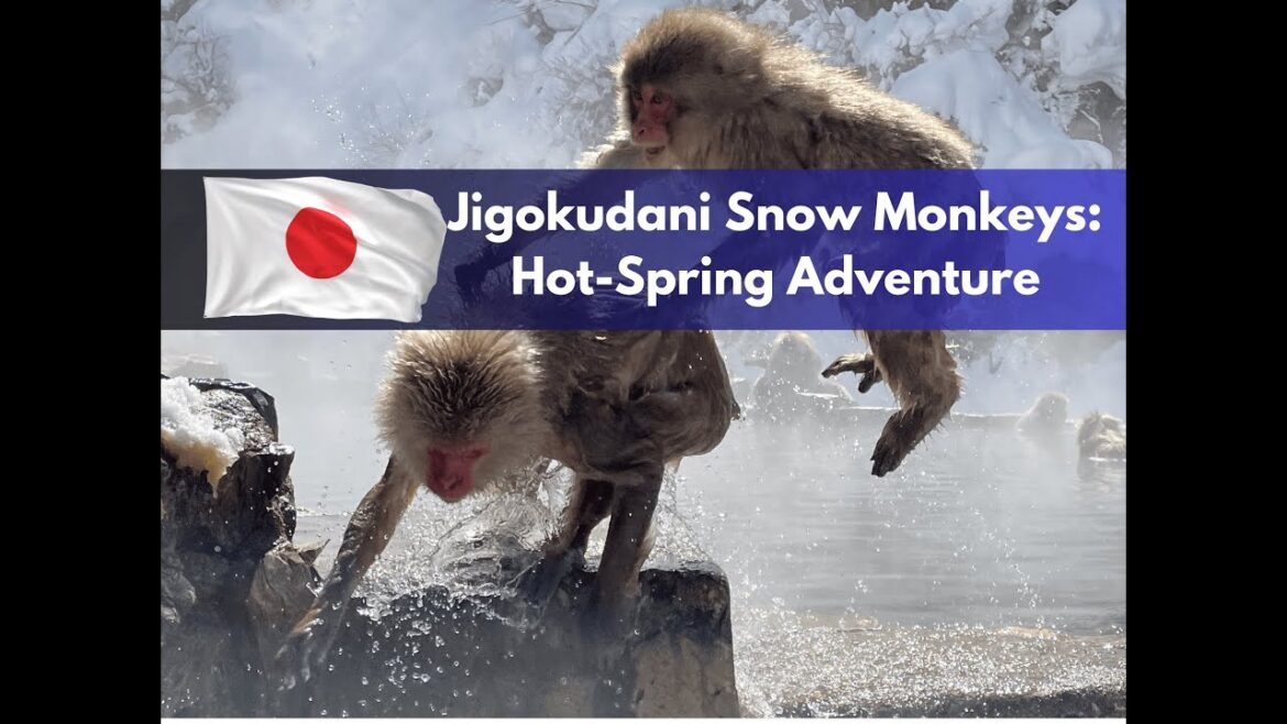 Nagano Snow Monkeys | Unforgettable Hot Spring Adventure in Japan