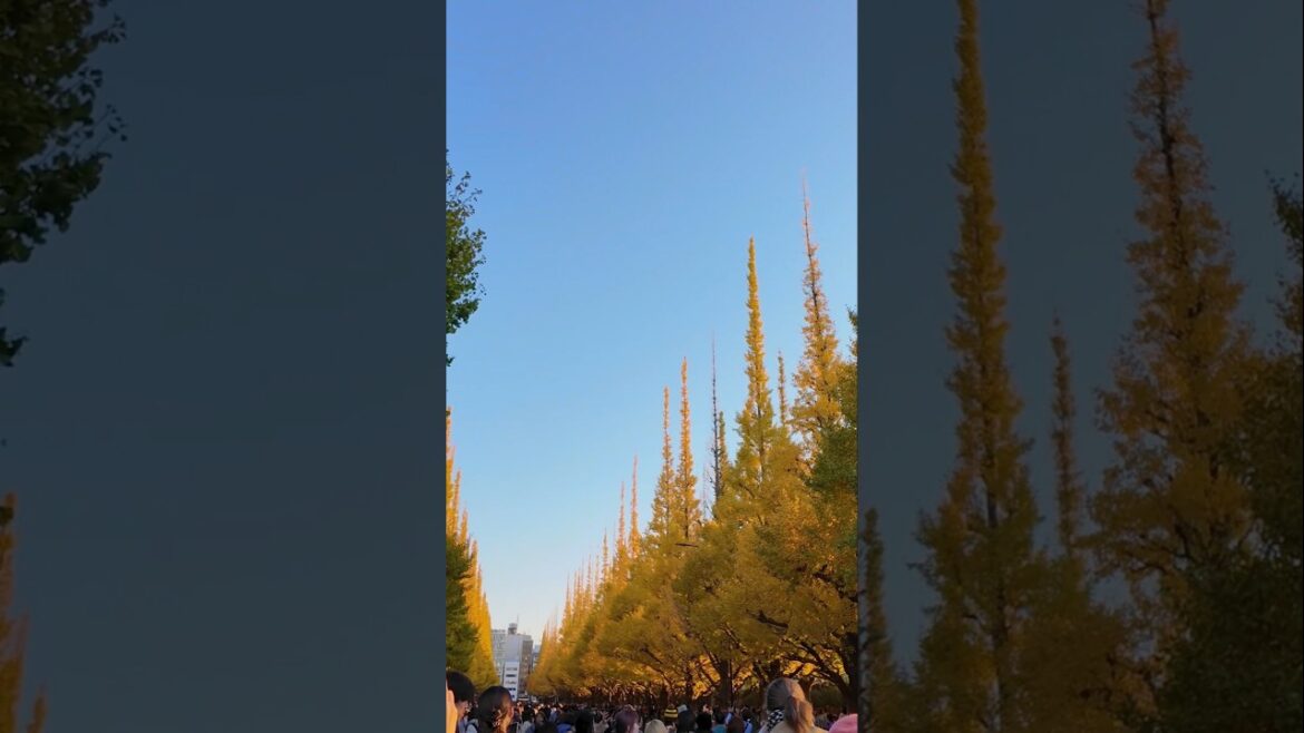 Is This the Most Beautiful Street in Japan? 🇯🇵🍂