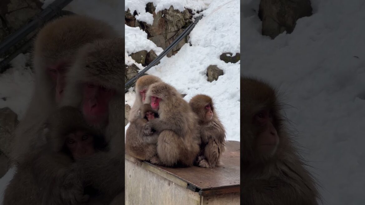 #LookTripHoliday พบกับความน่ารักของเจ้าลิงหิมะในอุณหภูมิสุดเย็น 🐒❄️ #japan  #snowmonkey  #nagano