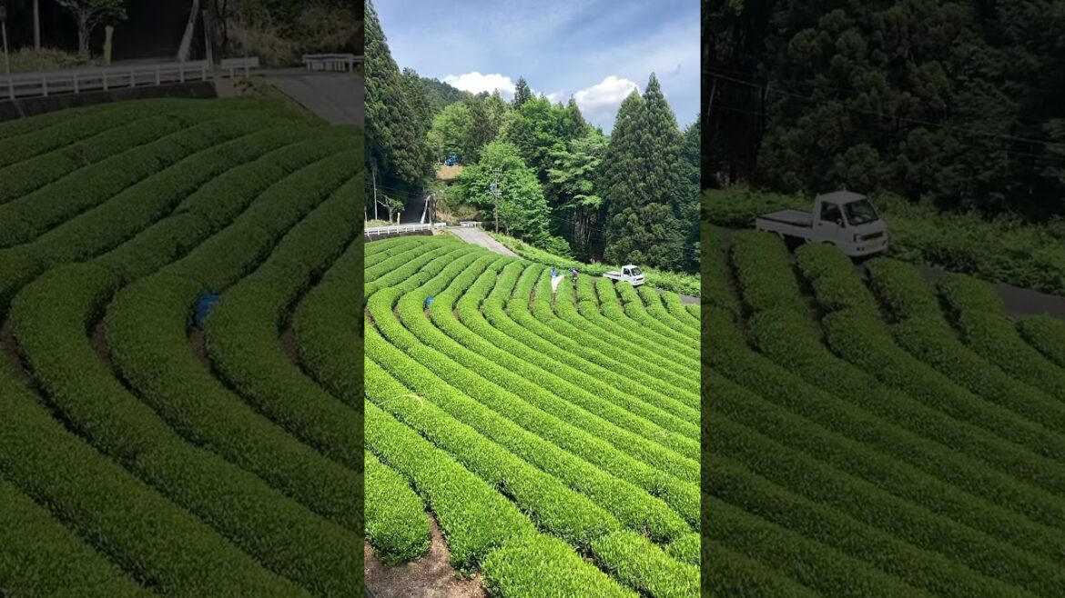 【日本茶畑百景】静岡市葵区黒俣(標高680m) 【日本茶畑百景】静岡市葵区黒俣(標高680m)
