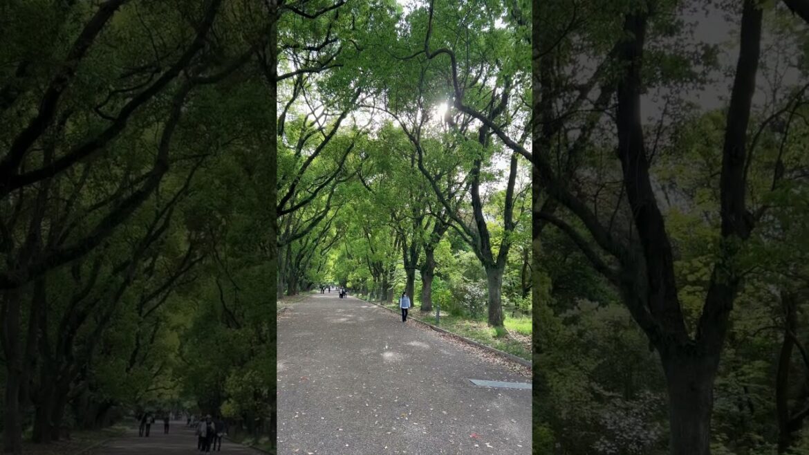 【KYOTO】Must-See Tourist Attraction – Kyoto Botanical Gardens 【KYOTO】Must-See Tourist Attraction - Kyoto Botanical Gardens