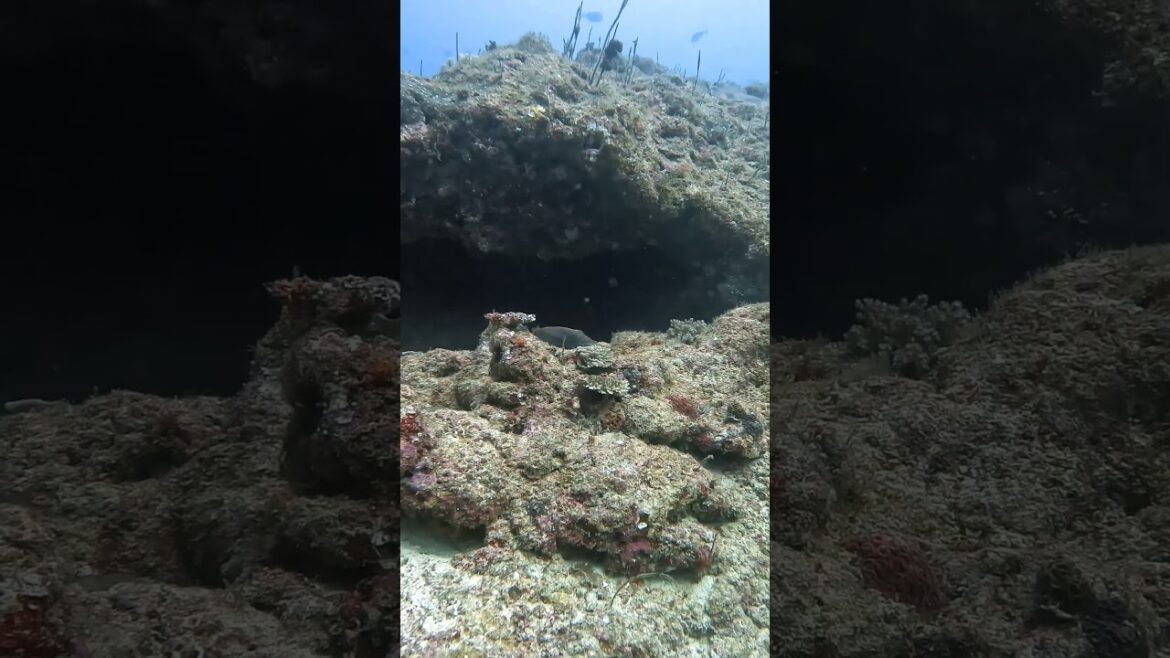 White tip shark in his cave, Kouri shark plateau – Okinawa White tip shark in his cave, Kouri shark plateau - Okinawa