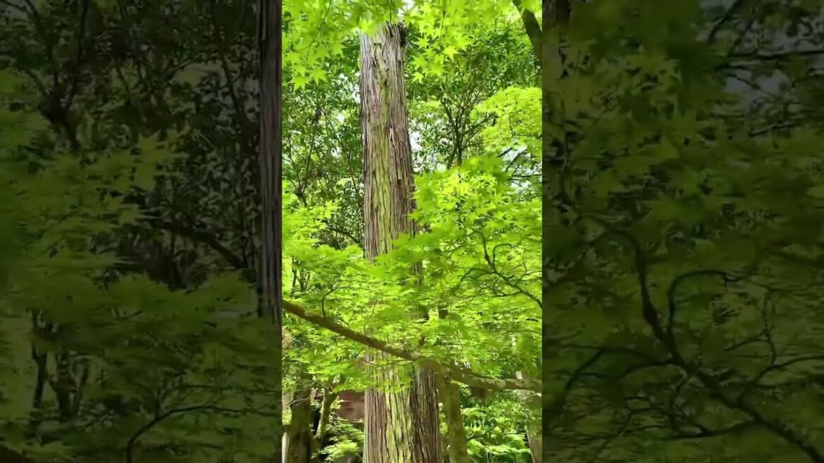 【KYOTO】Must-See Quiet Tourist Attraction - Nanzenji Temple