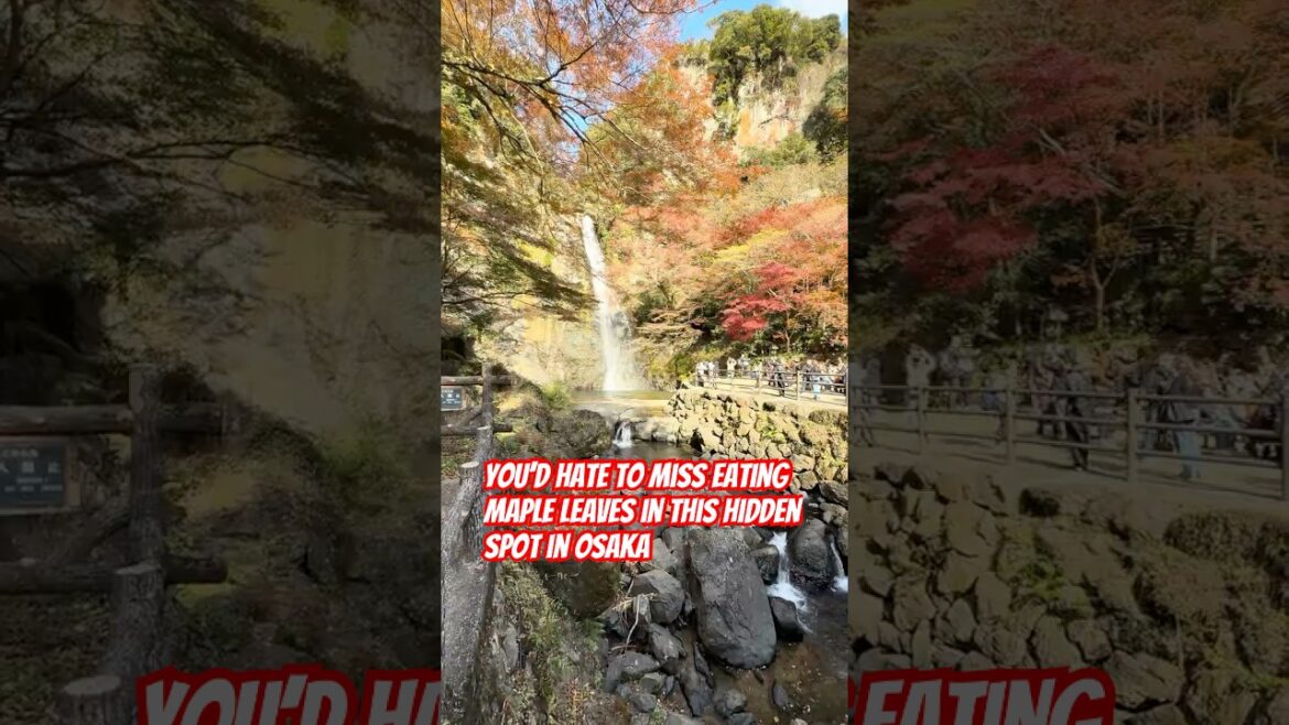 You’d hate to miss eating maple leaves in Osaka 🤤🍁🗾🇯🇵