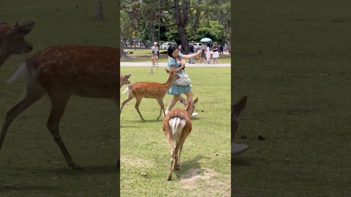 信じられないほど可愛い！🦌 外国人観光客が奈良の赤ちゃん鹿に感動❤️