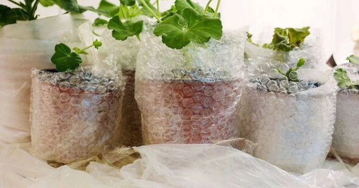 Gardeners can keep Japanese maple protected during winter with one simple task Irish Star