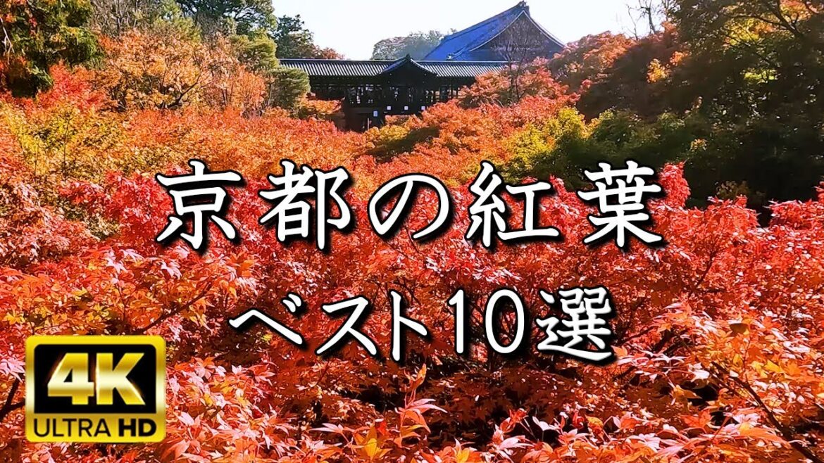 【🍁4K 絶景の京都紅葉】厳選!絶対に外せない人気名所10選 東福寺 瑠璃光院 永観堂 嵐山 常寂光寺 北野天満宮 南禅寺など 【🍁4K 絶景の京都紅葉】厳選!絶対に外せない人気名所10選 東福寺 瑠璃光院 永観堂 嵐山 常寂光寺 北野天満宮 南禅寺など