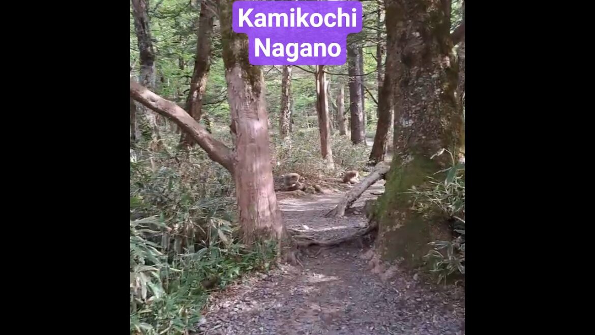 kamikochi nagano #travel #nature #monkey #kamikochi #nagano