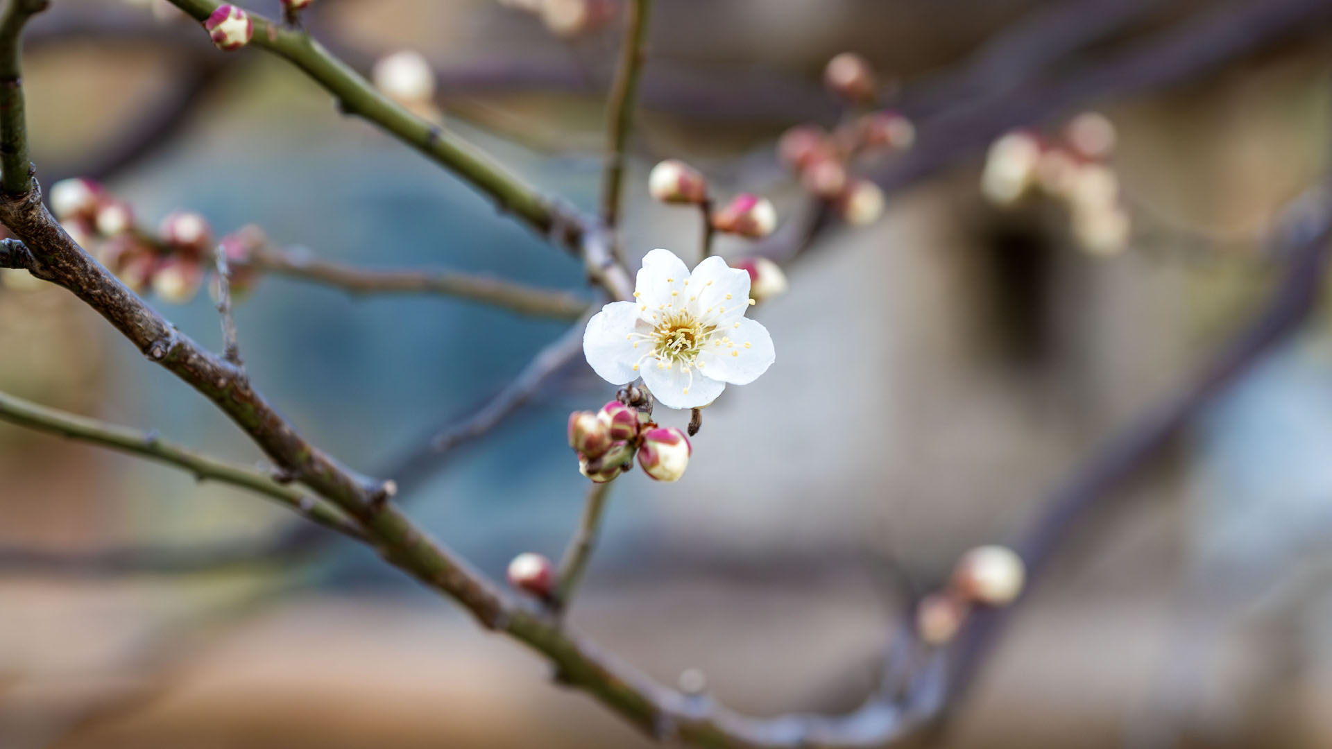 Yushima Tenjin Shrine Plum Blossom