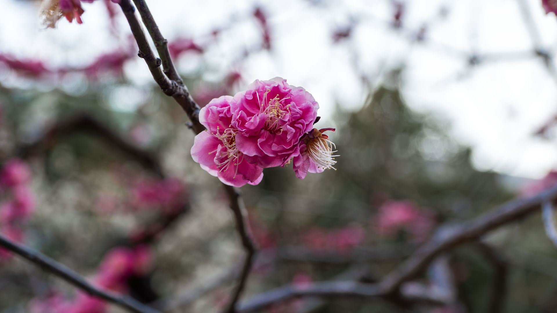 Yushima Tenjin Shrine Plum Blossom