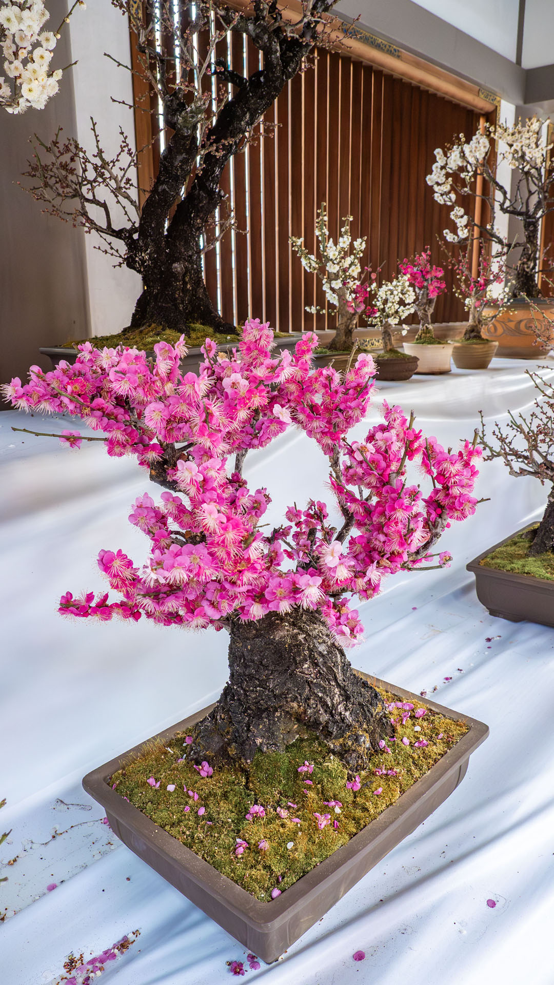 Yushima Tenjin Shrine Ume Bonsai