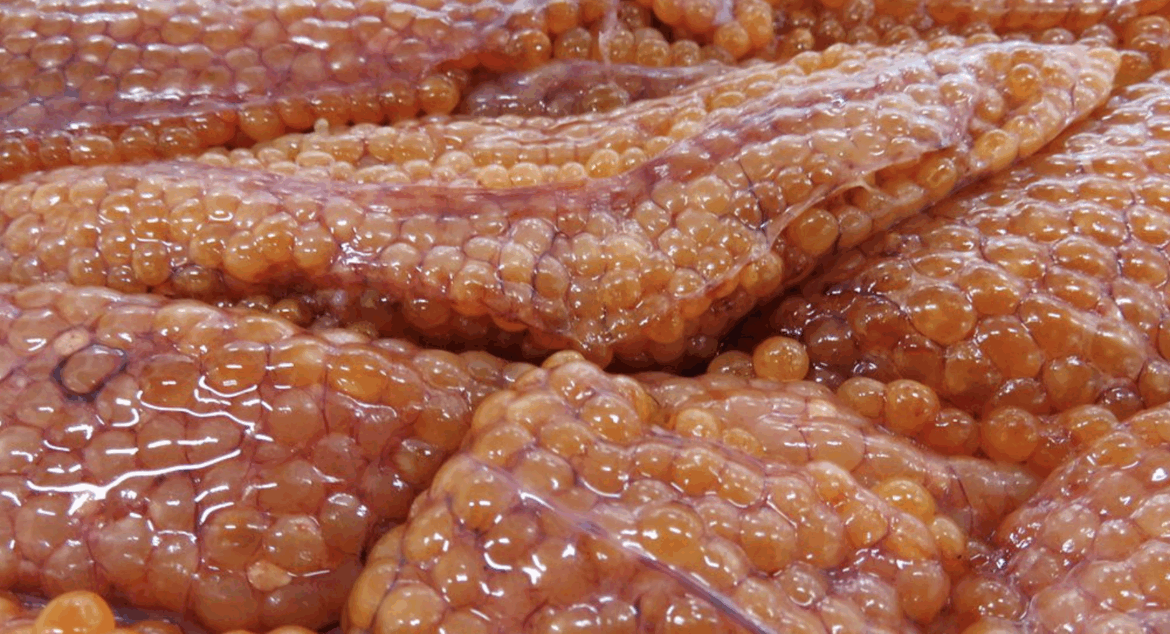 Japan's Hokkaido chum, roe prices skyrocketing due to historically slow fishing