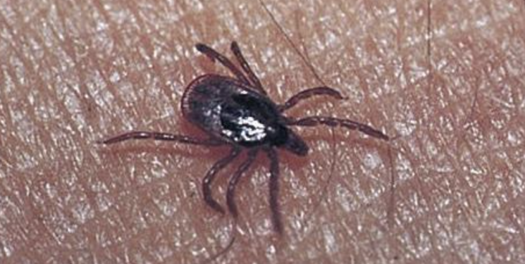 "Risk of Infection Anywhere in Japan"... Tokyo Alarmed by First SFTS-Related Pet Death