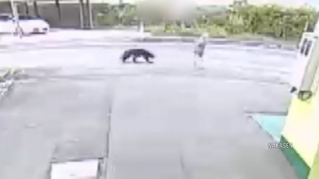 British govt. urges Britons visiting Japan to watch out for bears British govt. urges Britons visiting Japan to watch out for bears