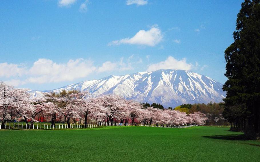 Cherry blossom trees in full bloom line a vibrant green lawn with snow-capped Mount Iwate rising in the background under a bright blue sky with scattered white clouds. 