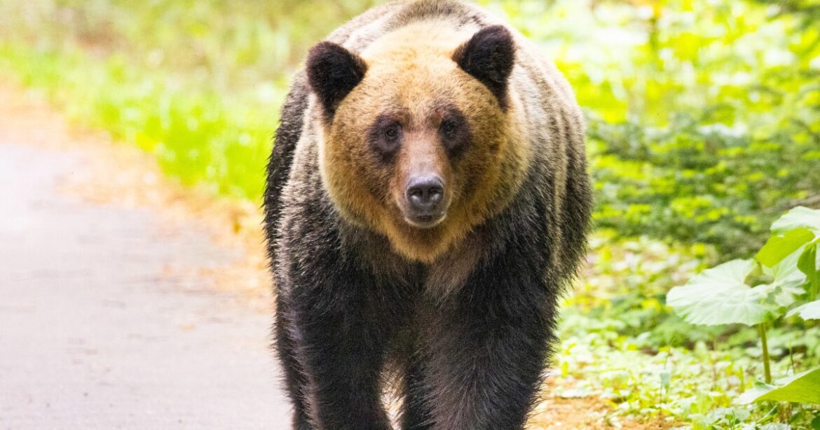 Japanese region asks army to cull bears as attacks spike Japanese region asks army to cull bears as attacks spike