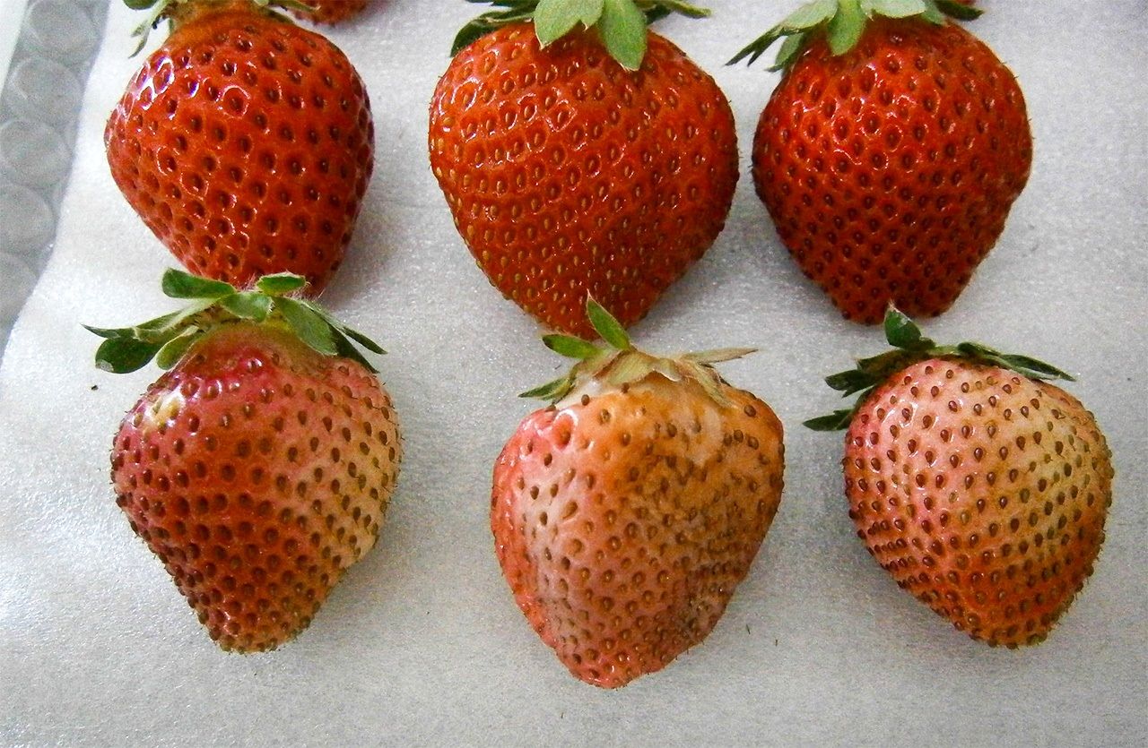 Normal strawberries (top) and sunburned strawberries. (Courtesy Kumamoto Prefectural Government)