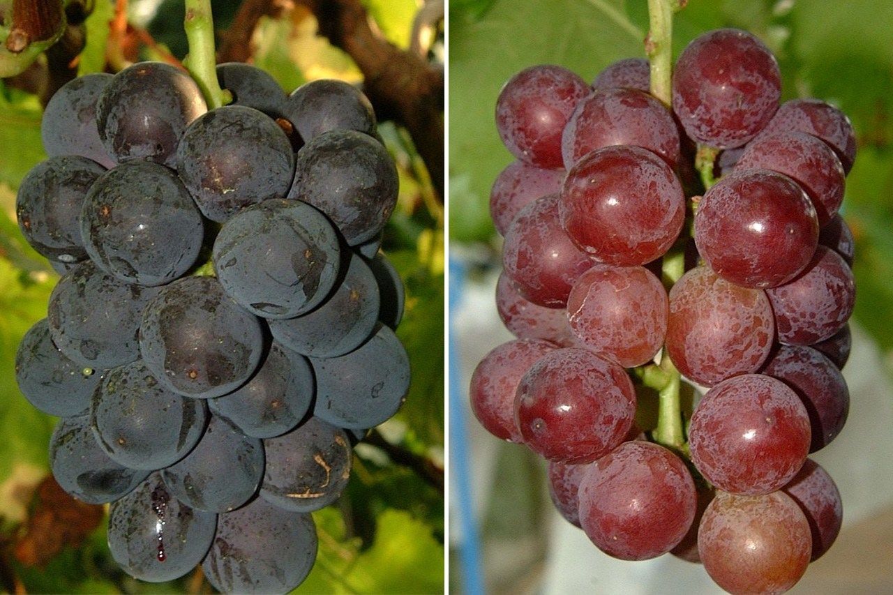 Normal grapes (left) compared to poorly colored grapes. (© National Agriculture and Food Research Organization)