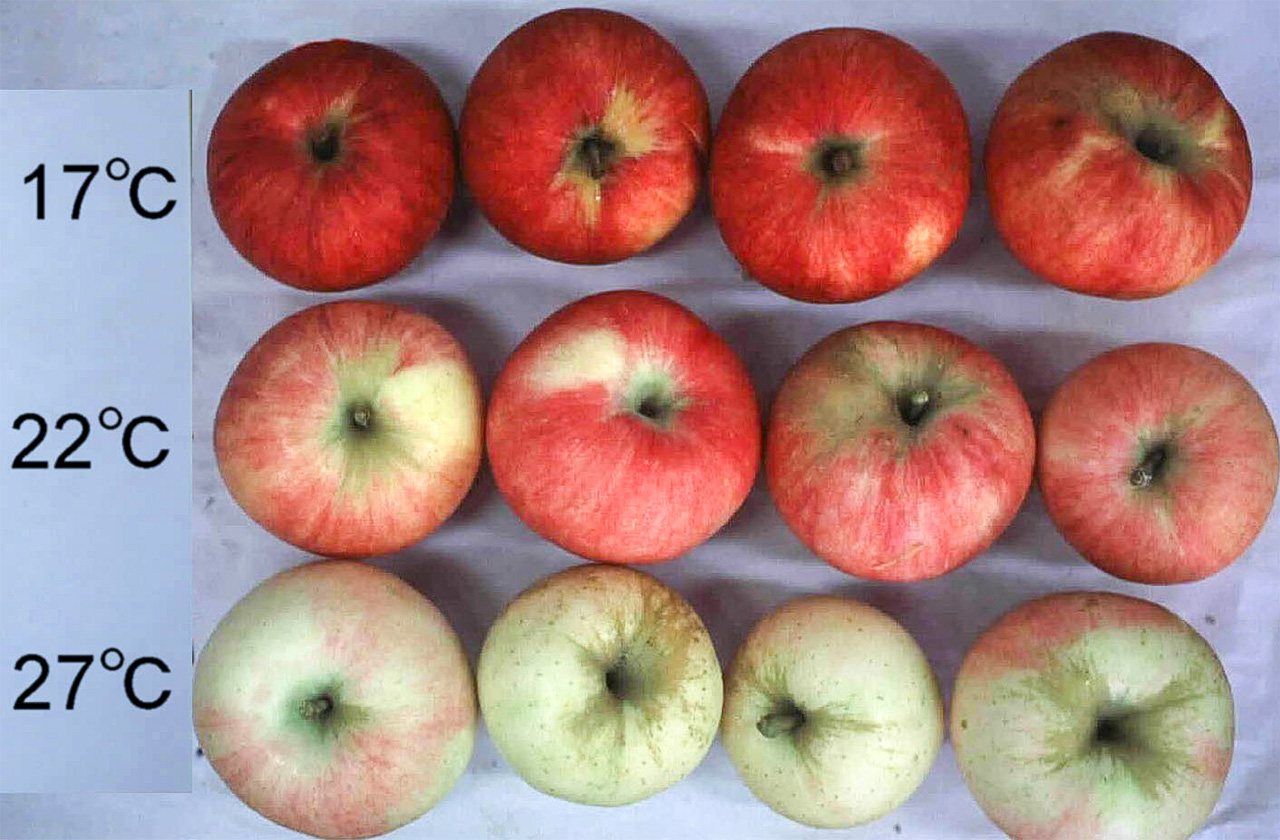 The higher the temperature, the poorer the coloring of apples. (© National Agriculture and Food Research Organization)