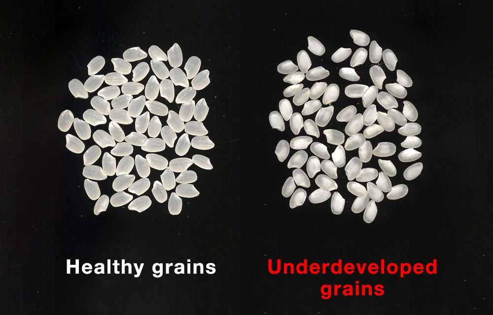 Normal rice grains (left) and white, opaque rice grains. (© National Agriculture and Food Research Organization)