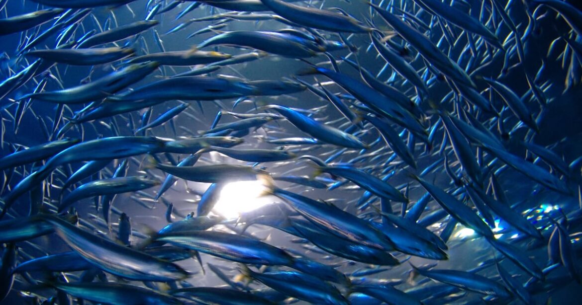 Japan aims to boost feed efficiency and secure stable supply to drive aquaculture growth Japan aims to boost feed efficiency and secure stable supply to drive aquaculture growth