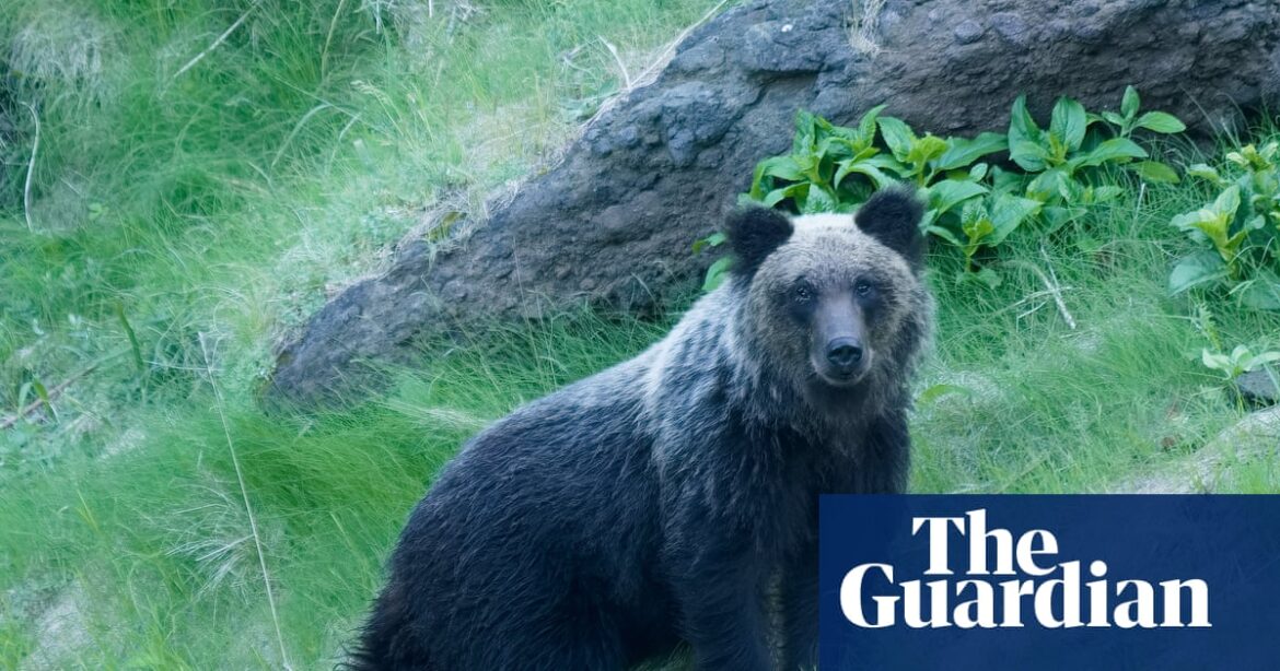 Bear attack survival tips released in Japan as encounters surge | Japan Bear attack survival tips released in Japan as encounters surge | Japan