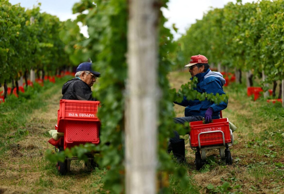 A Japanese pinot noir town blessed by climate change now worries about the weather A Japanese pinot noir town blessed by climate change now worries about the weather