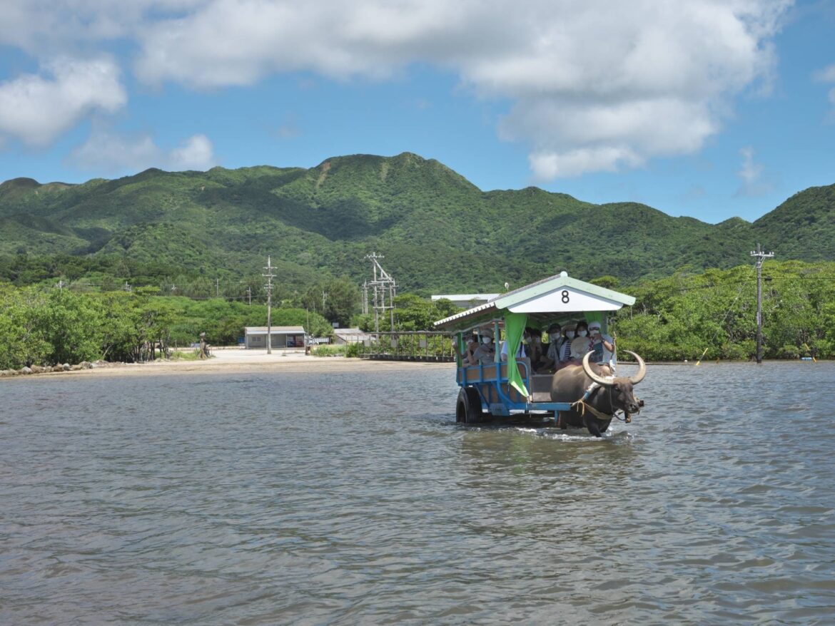 Contactless payments to become option for Okinawa water buffalo cart rides