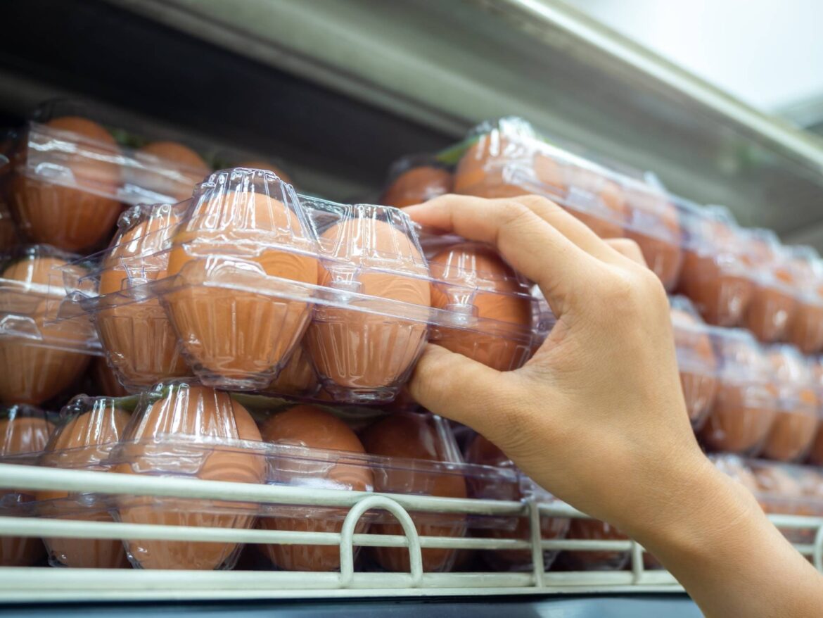 Bird flu outbreak in Hokkaido raises concerns over rising egg prices Bird flu outbreak in Hokkaido raises concerns over rising egg prices